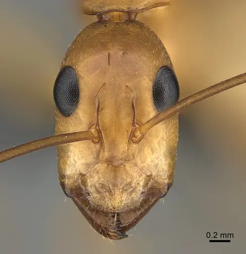 Camponotus maculatus specimen CASENT0135215 image casent0135215_2