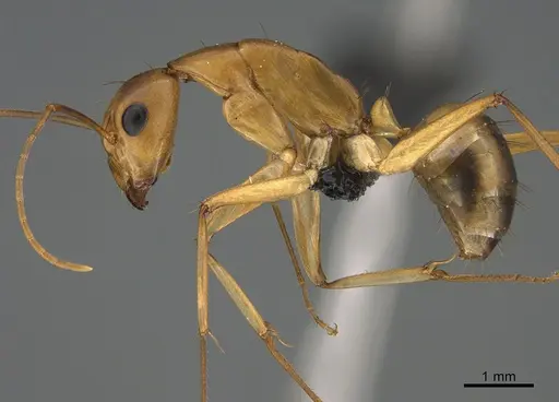 Camponotus maculatus specimen CASENT0135215 image casent0135215_3