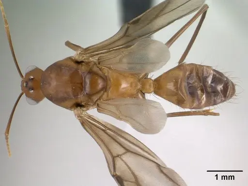 Camponotus maculatus specimen CASENT0144621 image casent0144621_1