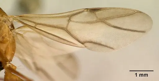 Camponotus maculatus specimen CASENT0144621 image casent0144621_2