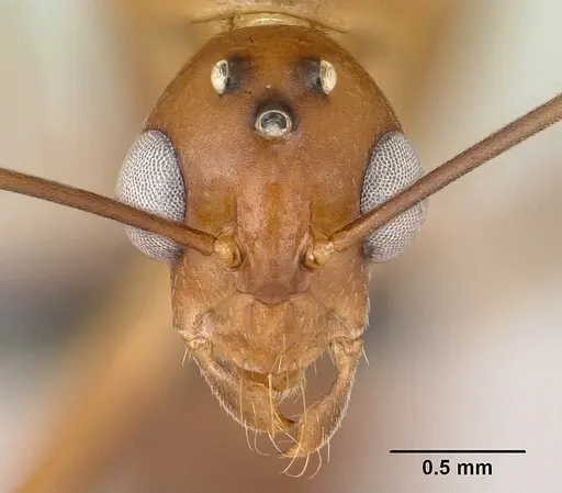 Camponotus maculatus specimen CASENT0144621 image casent0144621_3