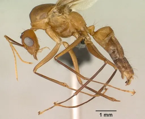 Camponotus maculatus specimen CASENT0144621 image casent0144621_4