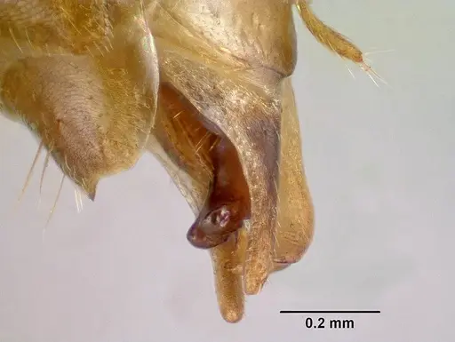 Camponotus maculatus specimen CASENT0144621 image casent0144621_5
