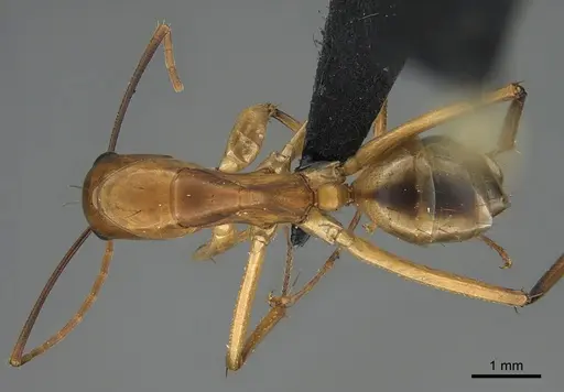 Camponotus maculatus specimen CASENT0145887 image casent0145887_1