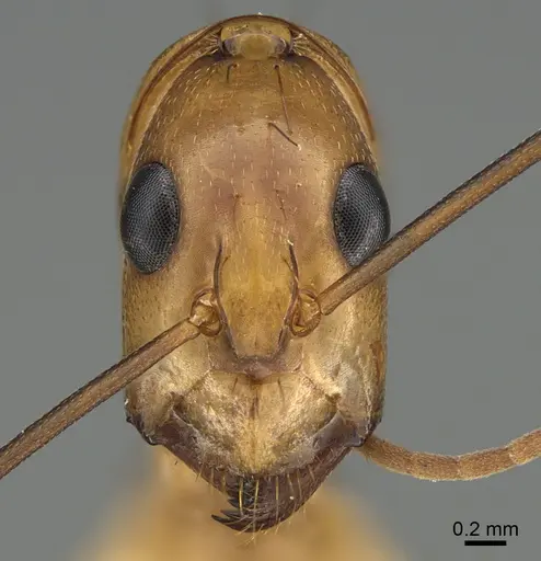 Camponotus maculatus specimen CASENT0145887 image casent0145887_2
