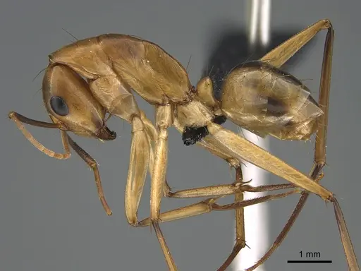 Camponotus maculatus specimen CASENT0145887 image casent0145887_3