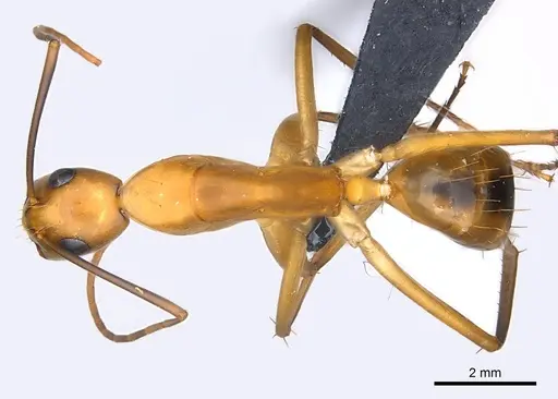 Camponotus maculatus specimen CASENT0146440 image casent0146440_1