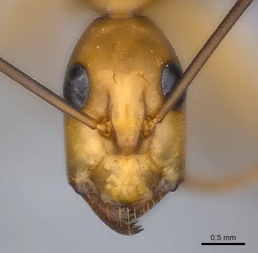 Camponotus maculatus specimen CASENT0146440 image casent0146440_2