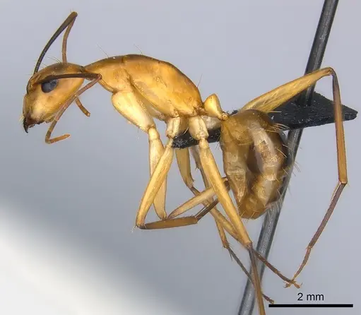 Camponotus maculatus specimen CASENT0146440 image casent0146440_3