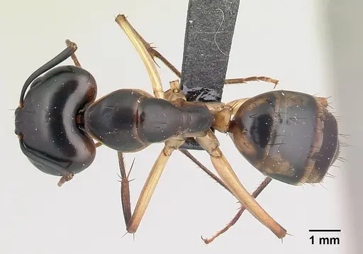 Camponotus maculatus specimen CASENT0146442 image casent0146442_1