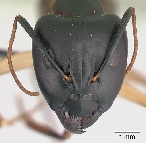 Camponotus maculatus specimen CASENT0146442 image casent0146442_2