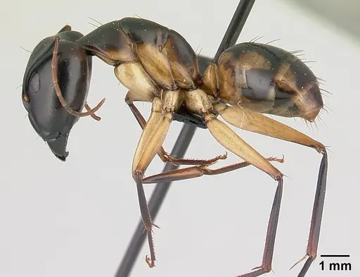 Camponotus maculatus specimen CASENT0146442 image casent0146442_3