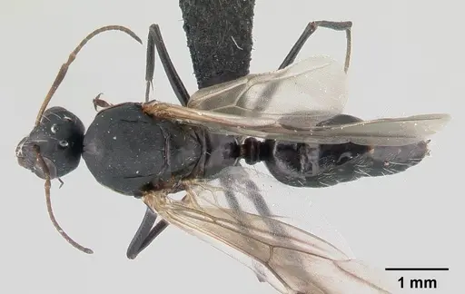 Camponotus maculatus specimen CASENT0146792 image casent0146792_1