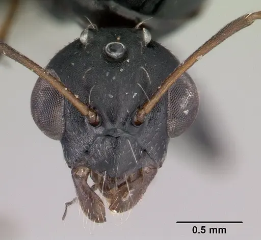 Camponotus maculatus specimen CASENT0146792 image casent0146792_2