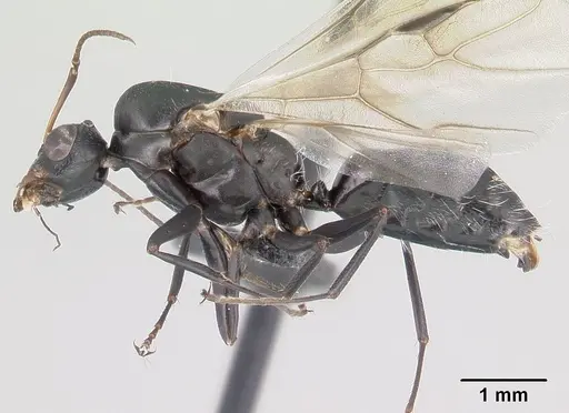 Camponotus maculatus specimen CASENT0146792 image casent0146792_3
