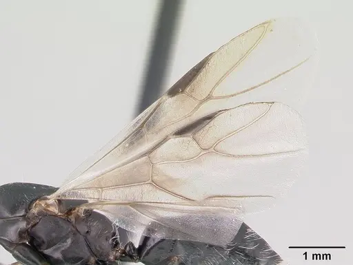 Camponotus maculatus specimen CASENT0146792 image casent0146792_4