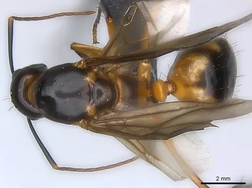 Camponotus maculatus specimen CASENT0146795 image casent0146795_1