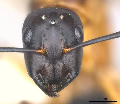 Camponotus maculatus specimen CASENT0146795 image casent0146795_2