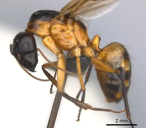 Camponotus maculatus specimen CASENT0146795 image casent0146795_3
