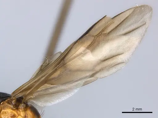 Camponotus maculatus specimen CASENT0146795 image casent0146795_4