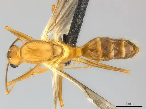 Camponotus maculatus specimen CASENT0146871 image casent0146871_1