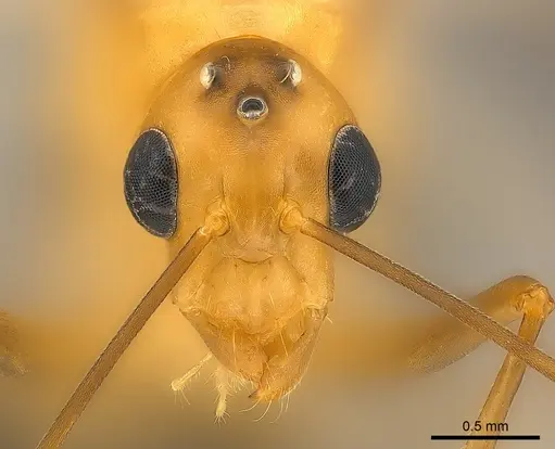 Camponotus maculatus specimen CASENT0146871 image casent0146871_2