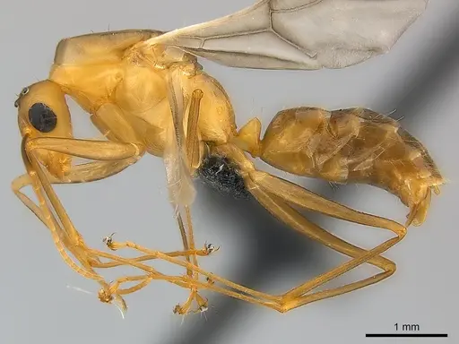 Camponotus maculatus specimen CASENT0146871 image casent0146871_3