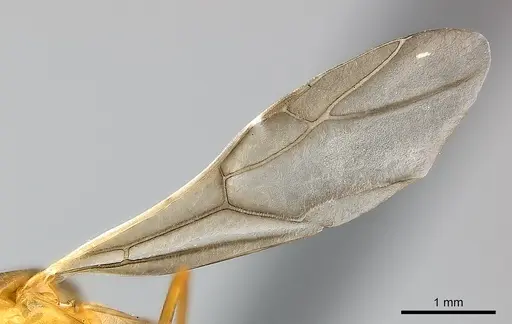 Camponotus maculatus specimen CASENT0146871 image casent0146871_4