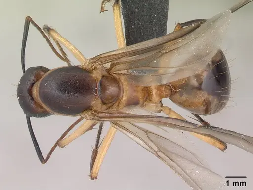 Camponotus maculatus specimen CASENT0147206 image casent0147206_1