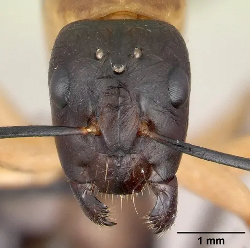 Camponotus maculatus specimen CASENT0147206 image casent0147206_2
