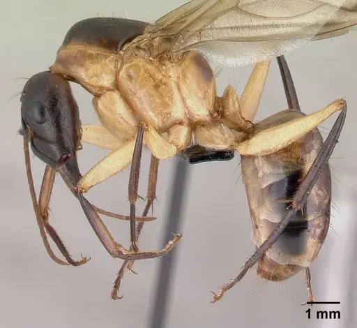 Camponotus maculatus specimen CASENT0147206 image casent0147206_3