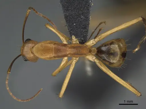 Camponotus maculatus specimen CASENT0160173 image casent0160173_1