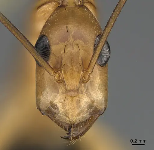 Camponotus maculatus specimen CASENT0160173 image casent0160173_2