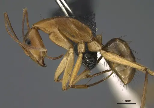 Camponotus maculatus specimen CASENT0160173 image casent0160173_3
