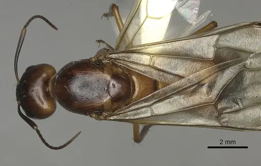 Camponotus maculatus specimen CASENT0170560 image casent0170560_1