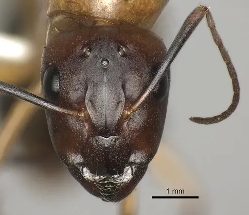 Camponotus maculatus specimen CASENT0170560 image casent0170560_3