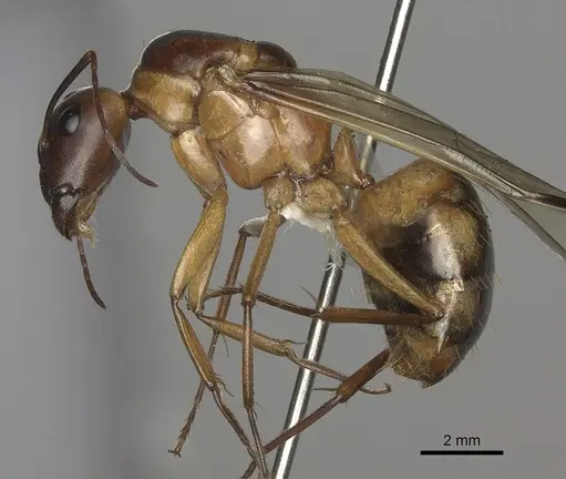 Camponotus maculatus specimen CASENT0170560 image casent0170560_4