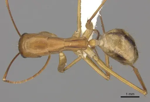 Camponotus maculatus specimen CASENT0170561 image casent0170561_1