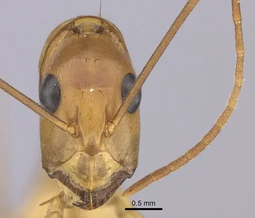 Camponotus maculatus specimen CASENT0170561 image casent0170561_2