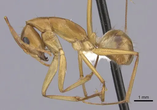 Camponotus maculatus specimen CASENT0170561 image casent0170561_3