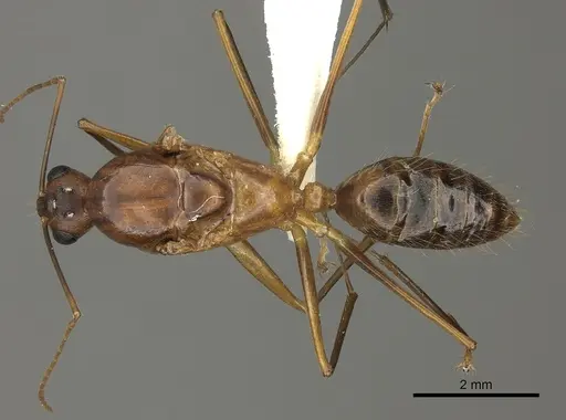 Camponotus maculatus specimen CASENT0170562 image casent0170562_1