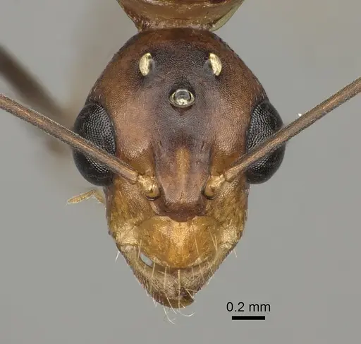 Camponotus maculatus specimen CASENT0170562 image casent0170562_2