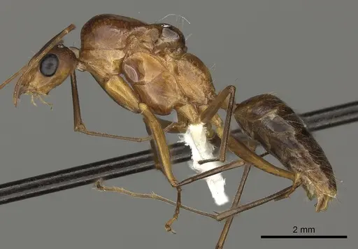 Camponotus maculatus specimen CASENT0170562 image casent0170562_3