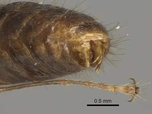 Camponotus maculatus specimen CASENT0170562 image casent0170562_4