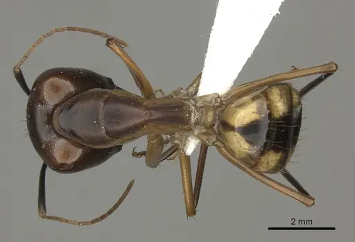 Camponotus maculatus specimen CASENT0170563 image casent0170563_1