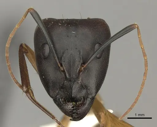 Camponotus maculatus specimen CASENT0170563 image casent0170563_2