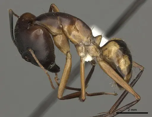 Camponotus maculatus specimen CASENT0170563 image casent0170563_3