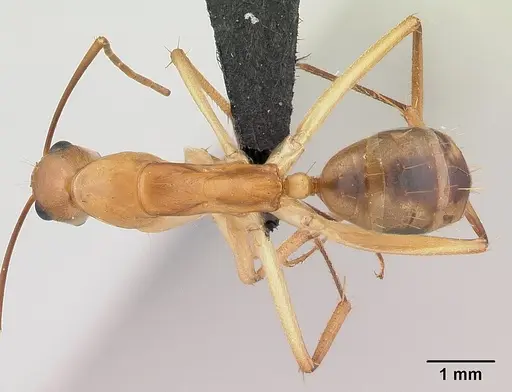 Camponotus maculatus specimen CASENT0179509 image casent0179509_1