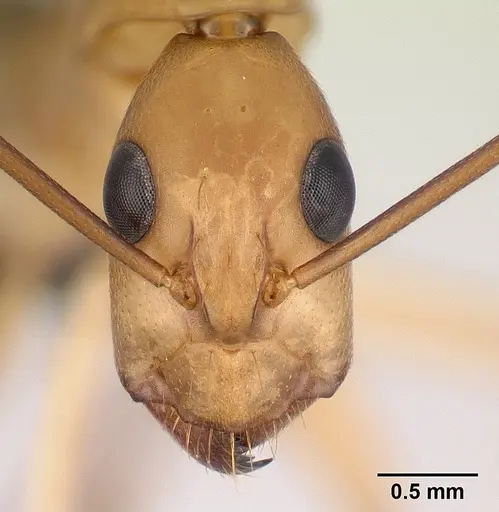 Camponotus maculatus specimen CASENT0179509 image casent0179509_2