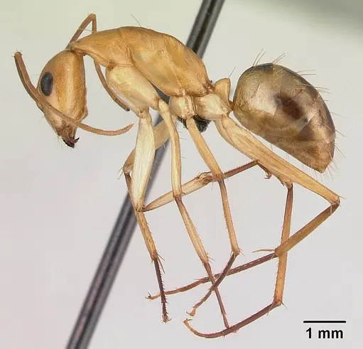 Camponotus maculatus specimen CASENT0179509 image casent0179509_3